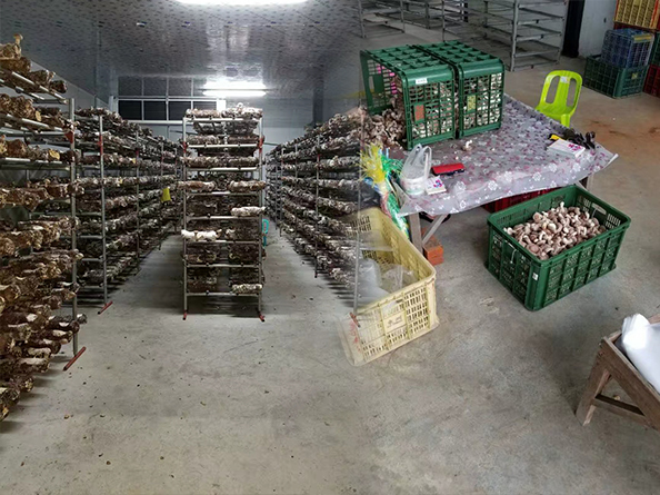臺(tái)灣菌鮑菇培育多功能冷庫