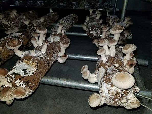 臺(tái)灣菌鮑菇培育多功能冷庫